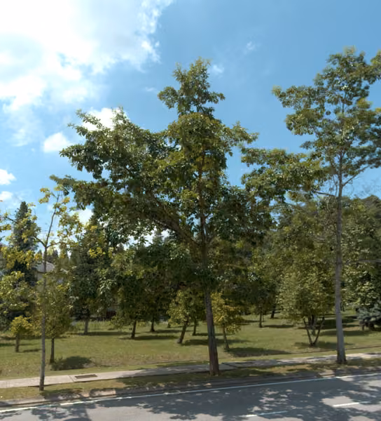 tree photo