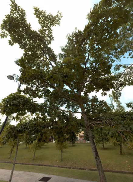 tree photo