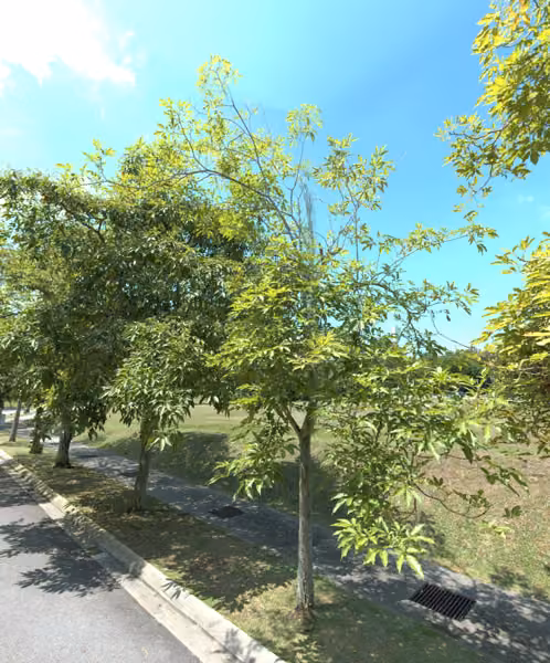 tree photo