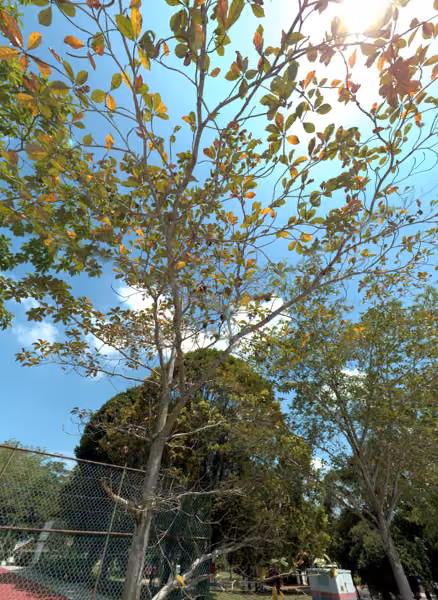 tree photo