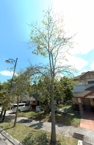 tree photo