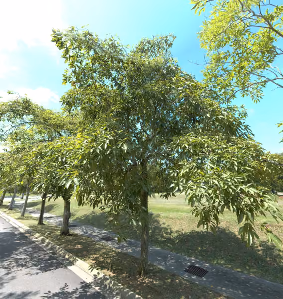 tree photo