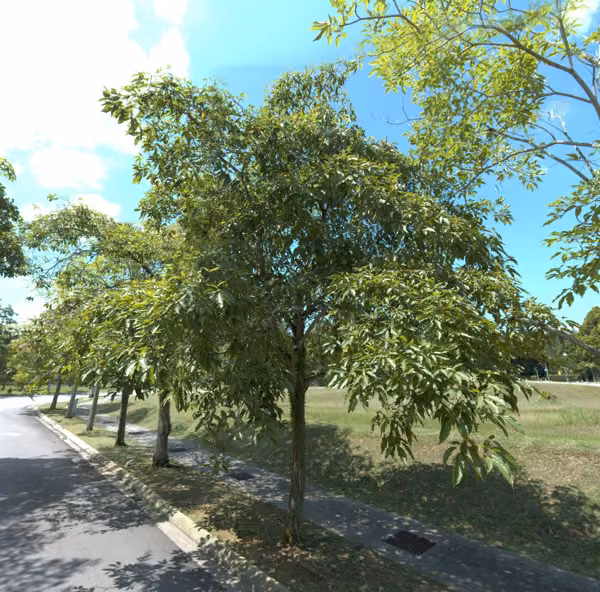 tree photo