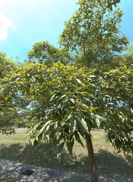 tree photo