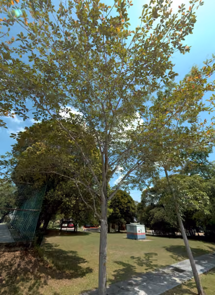 tree photo