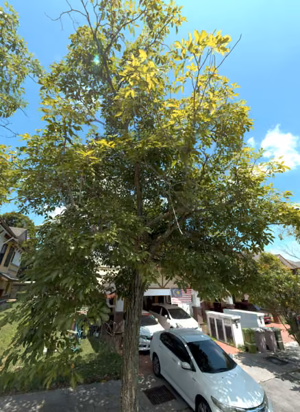 tree photo
