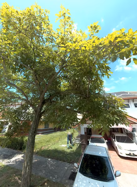 tree photo