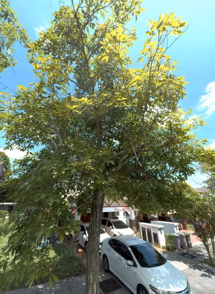 tree photo