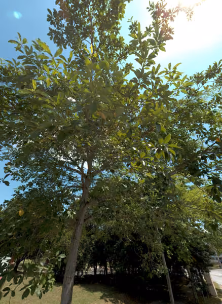 tree photo