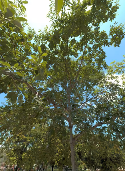 tree photo