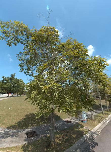 tree photo