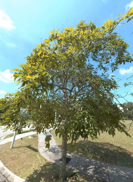 tree photo