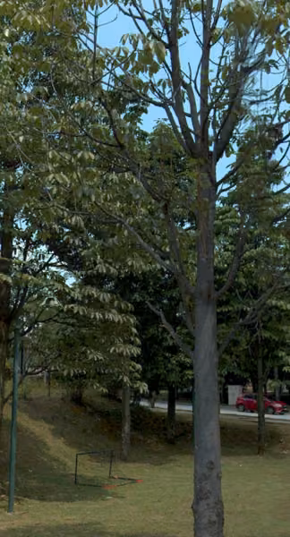 tree photo