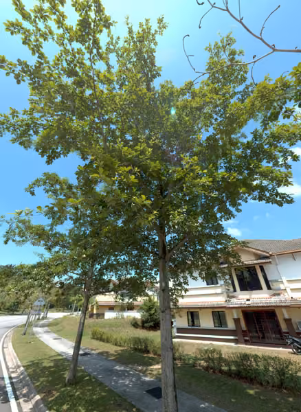 tree photo