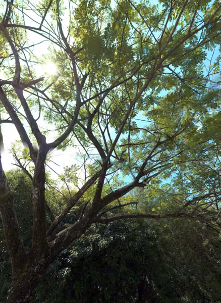 tree photo