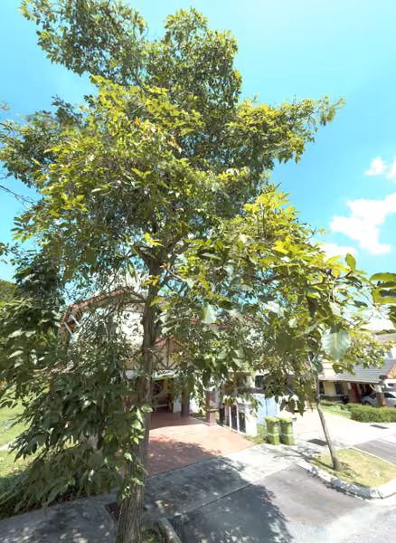 tree photo