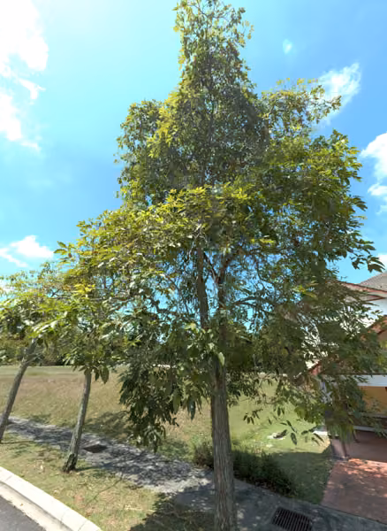 tree photo
