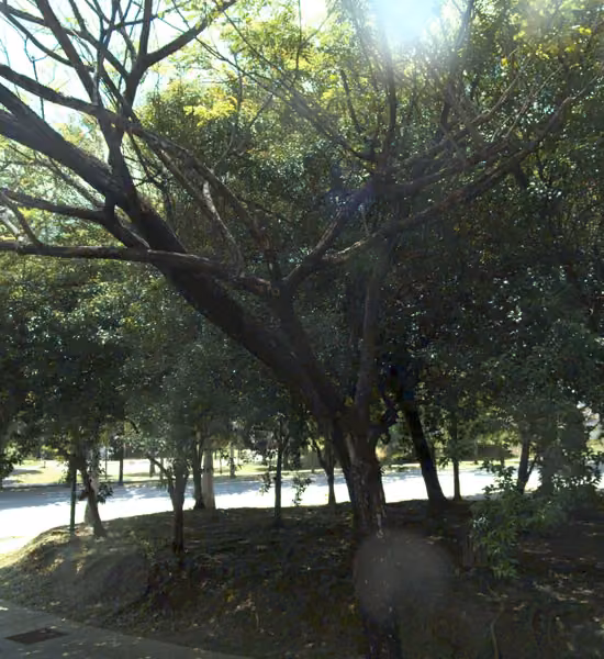 tree photo