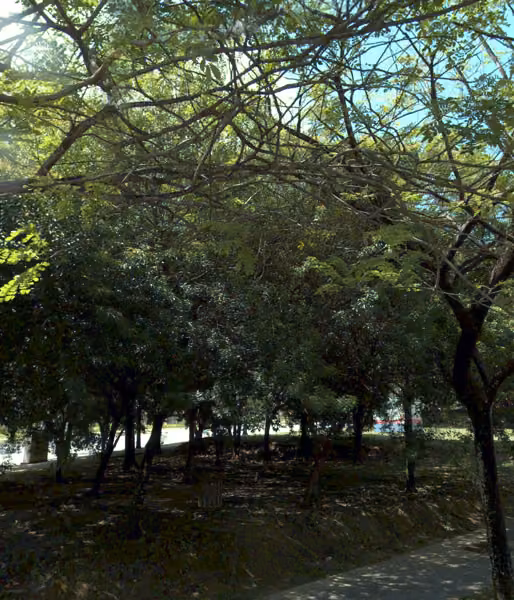 tree photo