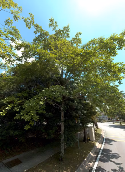 tree photo