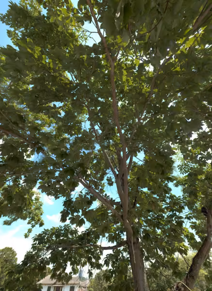 tree photo