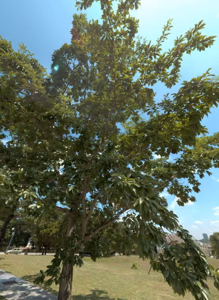 tree photo