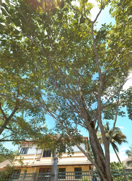 tree photo