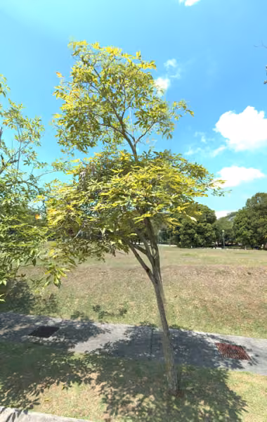 tree photo