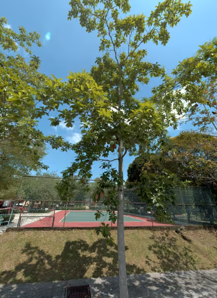 tree photo