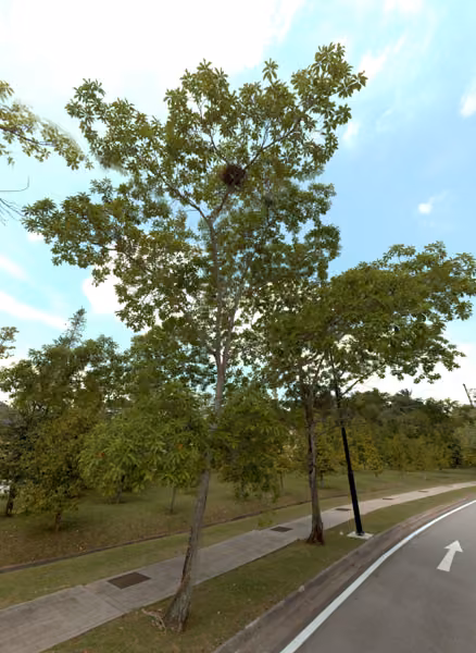 tree photo