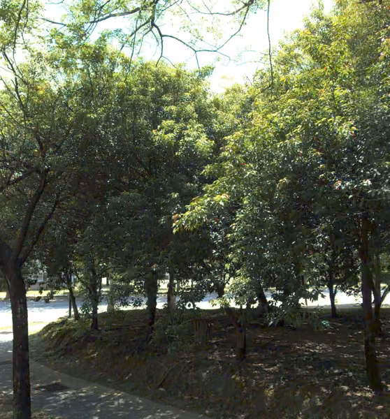 tree photo