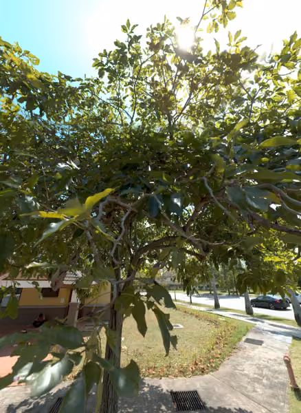 tree photo