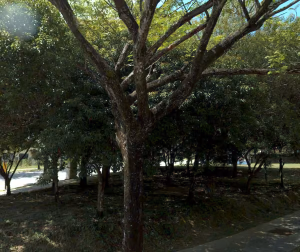 tree photo