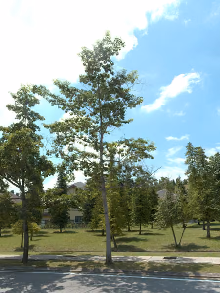 tree photo