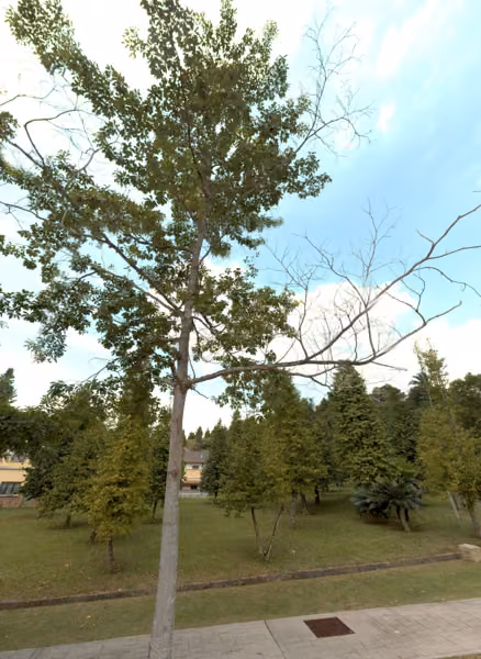 tree photo
