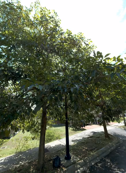 tree photo