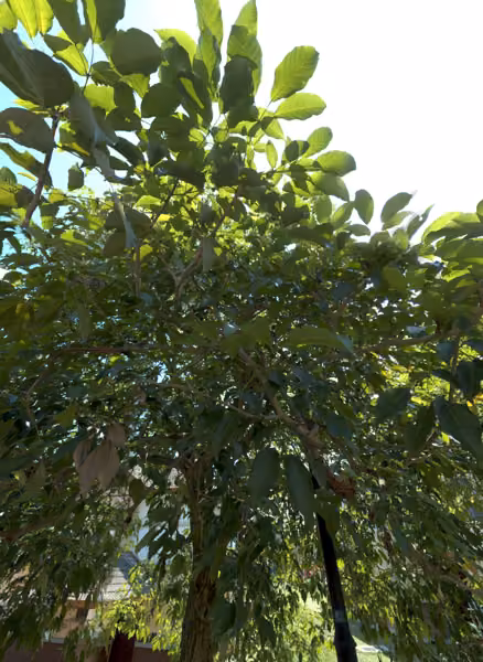 tree photo