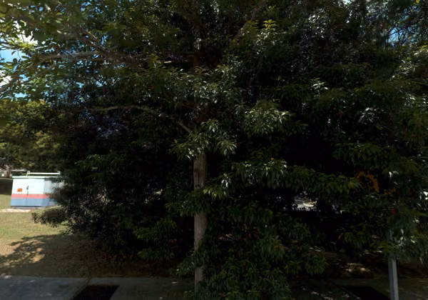 tree photo