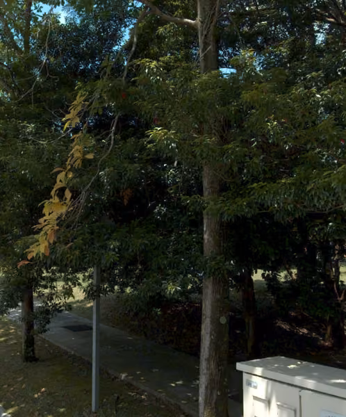 tree photo