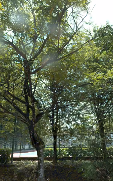 tree photo