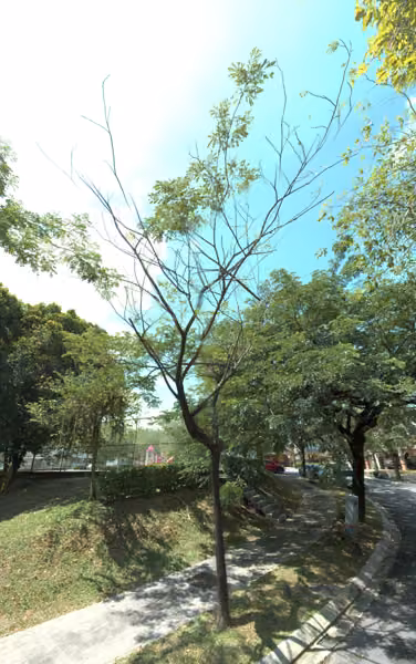 tree photo