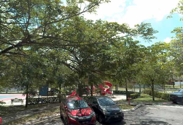 tree photo