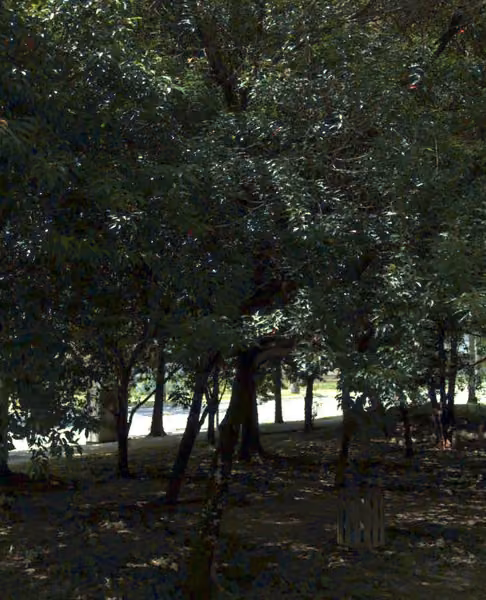 tree photo