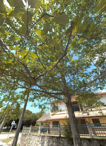 tree photo