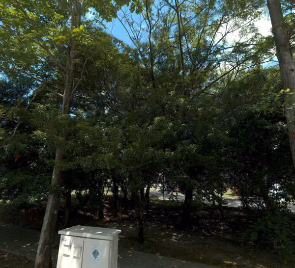tree photo