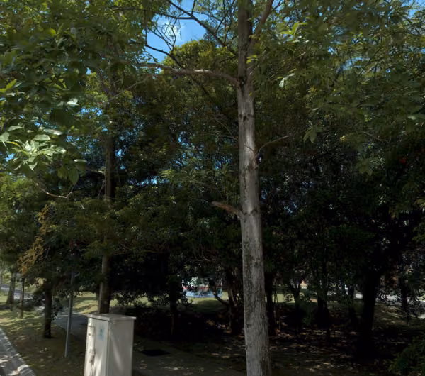 tree photo