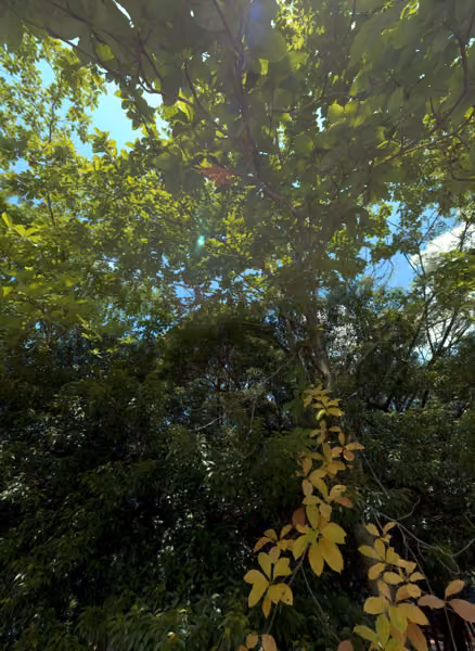 tree photo