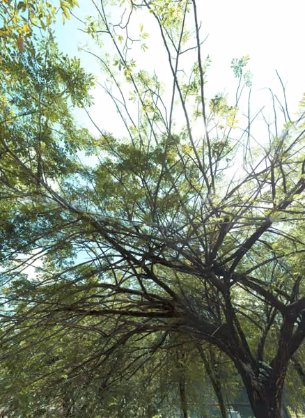 tree photo