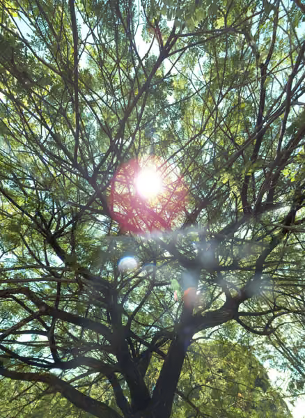tree photo
