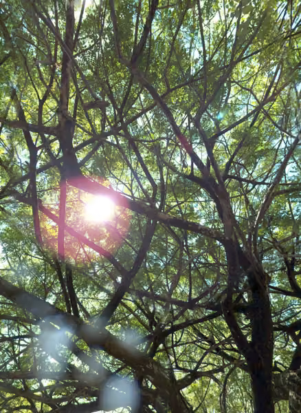 tree photo